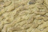 Pennsylvanian, Fossil Microbial Mat - Oklahoma #155975-1